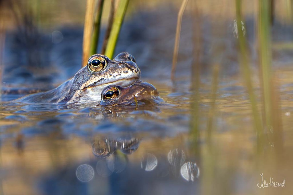 Buttsnutefrosk som lager flere frosker