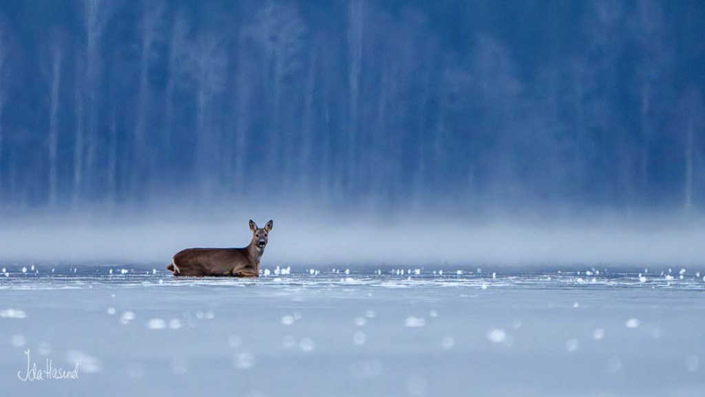 Rådyr på isen
(denne måtte reddes av Brannvesenet)