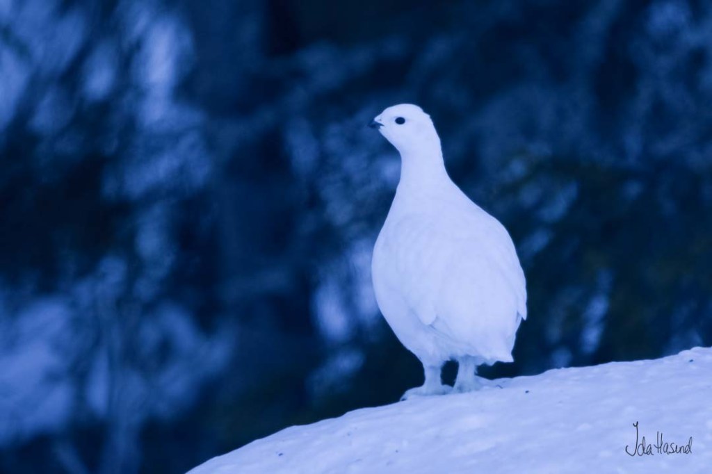Lirype på utkikk