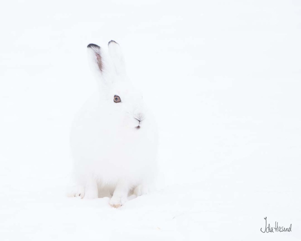 Ser du meg?
Nær truet på rødlista 2021