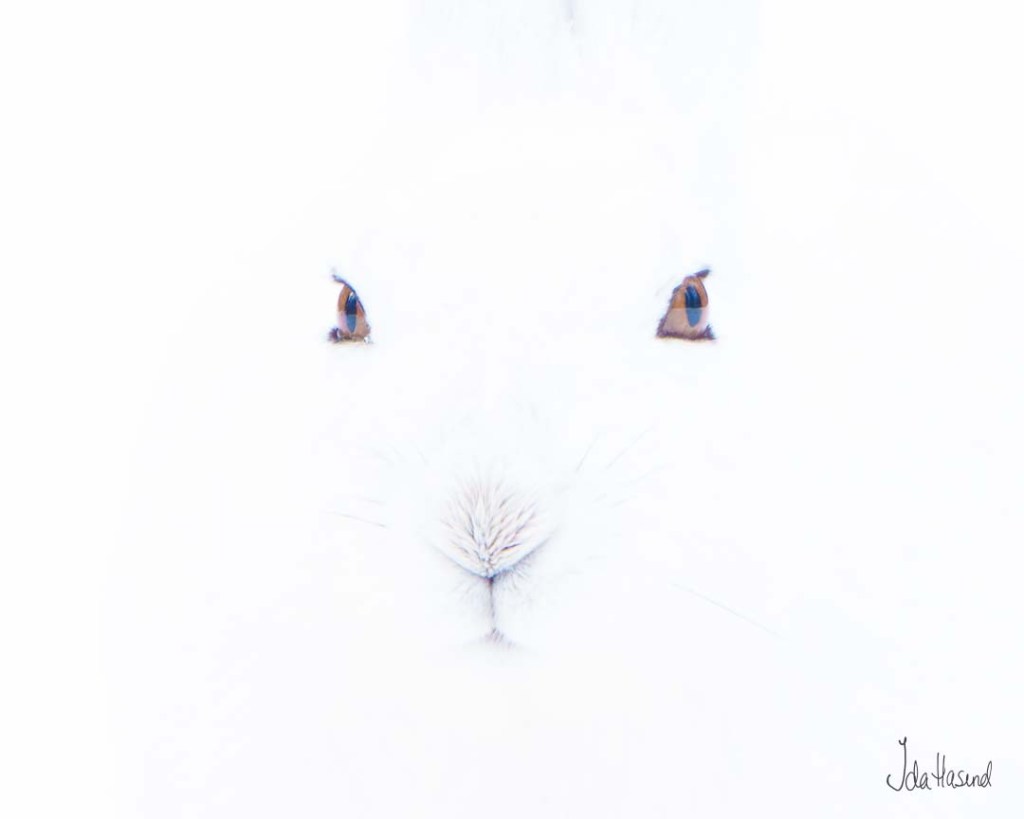 Jeg ser deg!
Fjellharen er nært truet på rødlista fra 2021
2/30 - en på hytta
I fotobok