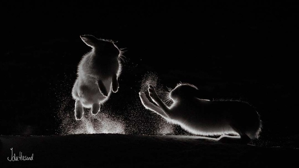 Pass deg, det er mitt område!
Fjellharer som sloss