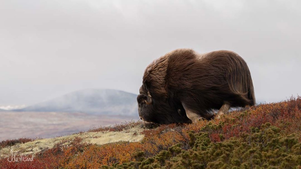 Moskus på leting etter?