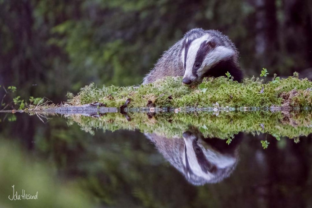 Er det noe her mon tro?
Grevling