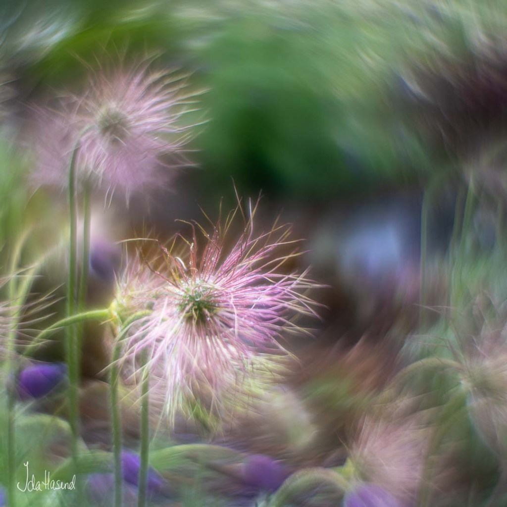 Mogop med gammel linse